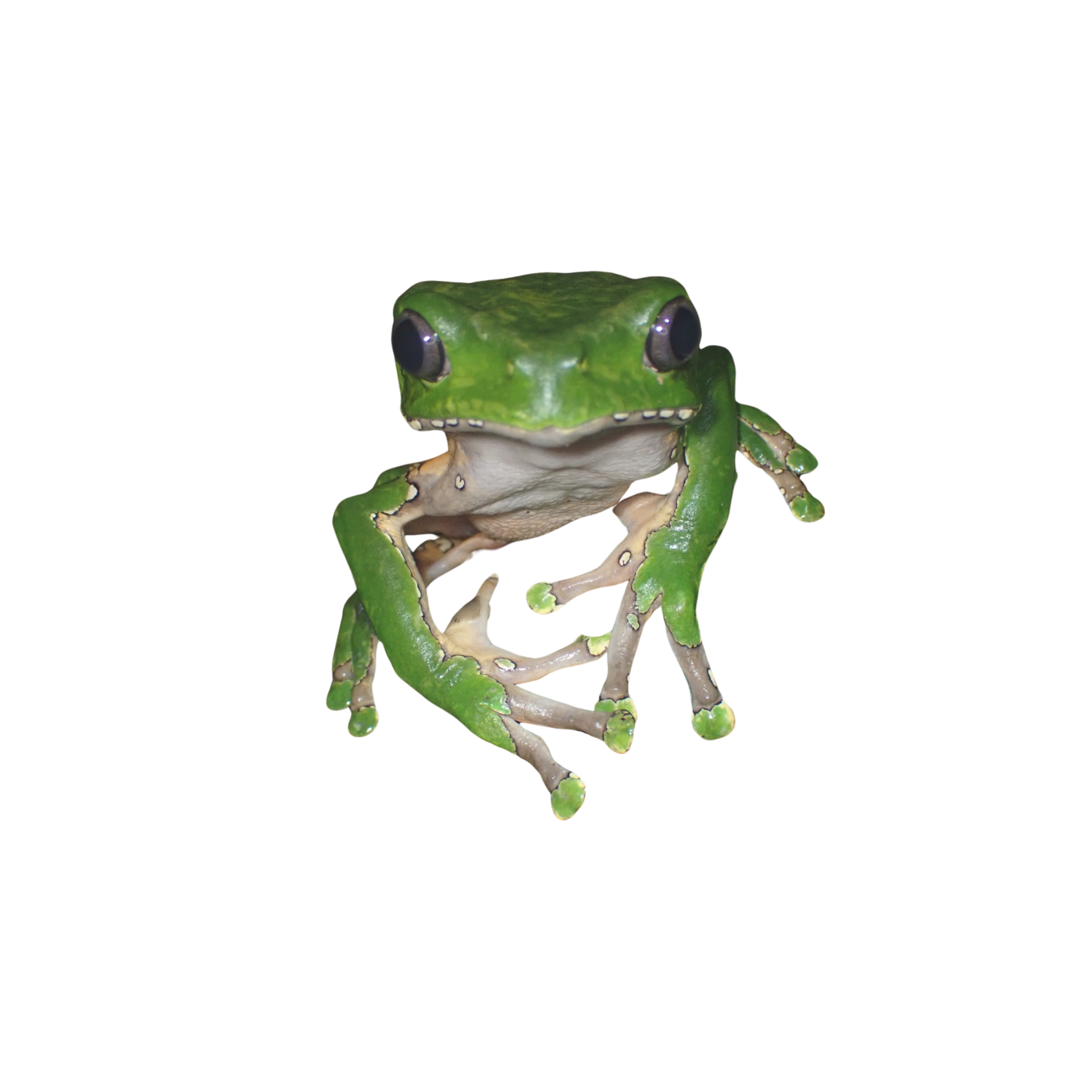Phyllomedusa bicolor, the Kambo frog